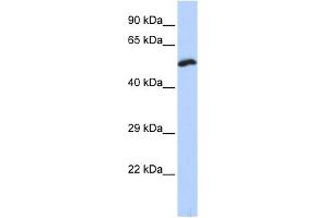 Image no. 1 for anti-Potassium Voltage-Gated Channel, Delayed-Rectifier, Subfamily S, Member 1 (KCNS1) (N-Term) antibody (ABIN633727)