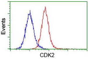 Image no. 5 for anti-Cyclin-Dependent Kinase 2 (CDK2) antibody (ABIN1497399)
