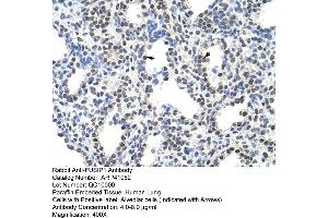 Image no. 2 for anti-serine/arginine-Rich Splicing Factor 10 (SRSF10) (C-Term) antibody (ABIN2776611)