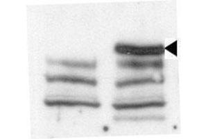 Image no. 1 for anti-Lysine (K)-Specific Demethylase 6B (Kdm6b) (AA 1606-1641), (C-Term) antibody (ABIN387863)