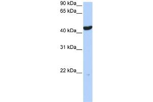 anti-Keratin 23 (KRT23) (Middle Region) antibody
