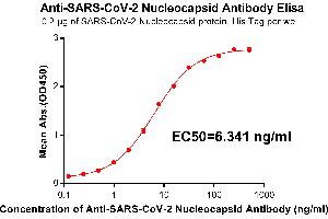 Image no. 1 for anti-SARS-CoV-2 Nucleocapsid (SARS-CoV-2 N) antibody (ABIN6961046)