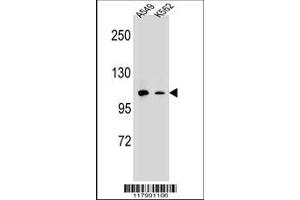 anti-Integrin alpha M (ITGAM) (AA 253-282), (N-Term) antibody