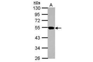 Image no. 1 for anti-Zinc Finger Protein 597 (ZNF597) (AA 174-415) antibody (ABIN1501851)