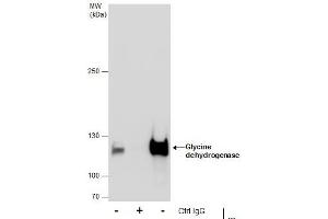 Image no. 1 for anti-Glycine Dehydrogenase (GLDC) (Internal Region) antibody (ABIN2856747)