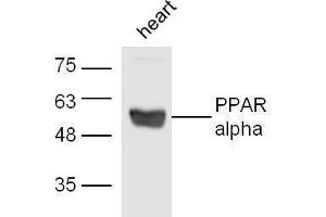 Image no. 5 for anti-Peroxisome Proliferator-Activated Receptor alpha (PPARA) (AA 301-400) antibody (ABIN701620)
