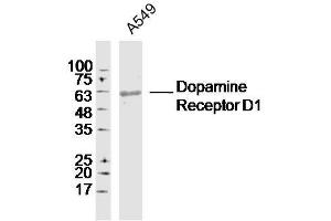Image no. 2 for anti-Dopamine Receptor D1 (DRD1) (AA 11-100) antibody (ABIN2173724)