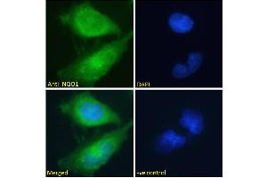 Image no. 3 for anti-NAD(P)H Dehydrogenase, Quinone 1 (NQO1) (C-Term) antibody (ABIN184714)