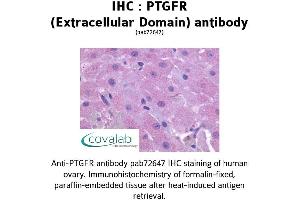 Image no. 1 for anti-Prostaglandin F Receptor (FP) (PTGFR) (2nd Extracellular Domain) antibody (ABIN1738572)