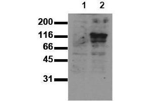 Image no. 1 for anti-M-Cadherin (CDH15) (Extracellular Domain) antibody (ABIN126736)