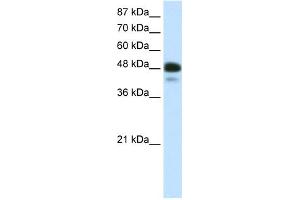 Image no. 1 for anti-Neurogenic Differentiation 2 (NEUROD2) (N-Term) antibody (ABIN2779432)