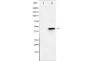 Image no. 5 for anti-Histone Deacetylase 3 (HDAC3) (pSer424) antibody (ABIN6256332)