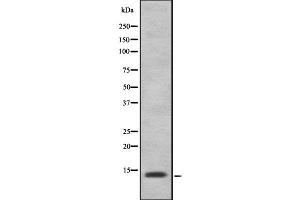 Image no. 1 for anti-Interferon Induced Transmembrane Protein 2 (IFITM2) antibody (ABIN6262458)