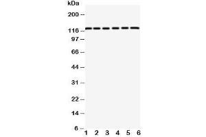 Image no. 1 for anti-Coxsackie Virus and Adenovirus Receptor (CXADR) (C-Term) antibody (ABIN3029697)