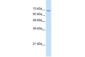 Image no. 1 for anti-Transmembrane 9 Superfamily Member 1 (TM9SF1) (N-Term) antibody (ABIN2773849)