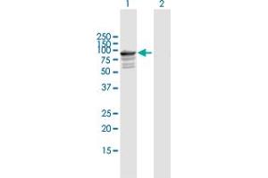 Image no. 1 for anti-Tenascin XB (TNXB) (AA 1-673) antibody (ABIN521039)