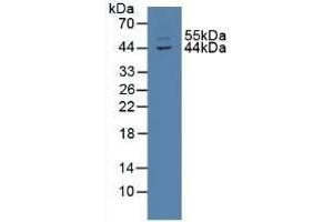 TXNIP antibody  (AA 30-381)