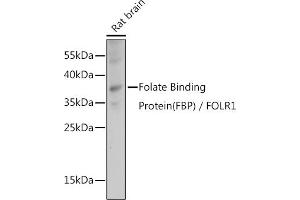 FOLR1 antibody  (AA 25-93)