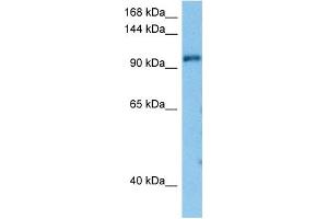Image no. 4 for anti-TAF1 RNA Polymerase II, TATA Box Binding Protein (TBP)-Associated Factor, 250kDa (TAF1) (C-Term) antibody (ABIN2779667)