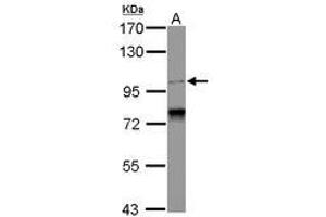 Image no. 1 for anti-Spindle and Centriole Associated Protein 1 (SPICE1) (C-Term) antibody (ABIN1491873)