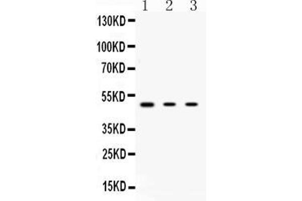 PRKAR1A Antikörper  (AA 2-81)