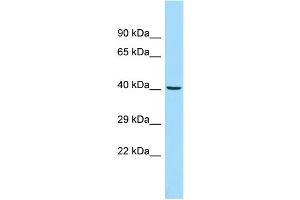 Image no. 1 for anti-Adhesion Regulating Molecule 1 (Adrm1) (N-Term) antibody (ABIN2788041)
