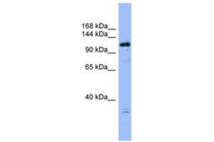 Image no. 1 for anti-HAUS Augmin-Like Complex, Subunit 6 (HAUS6) (C-Term) antibody (ABIN6742147)