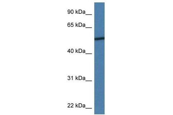 anti-Adiponectin Receptor 2 (ADIPOR2) (N-Term) antibody