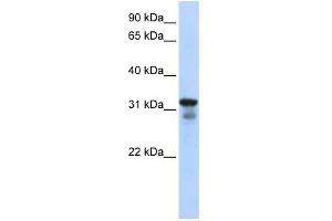 Image no. 2 for anti-Lysosomal Protein Transmembrane 4 beta (LAPTM4B) (Middle Region) antibody (ABIN2782966)