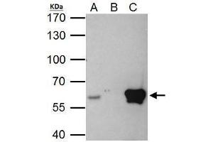 Image no. 4 for anti-V-Ets Erythroblastosis Virus E26 Oncogene Homolog 2 (ETS2) (Center) antibody (ABIN2855845)
