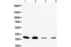 Image no. 1 for anti-Neurotrophin 3 (NTF3) (AA 174-189), (Middle Region) antibody (ABIN3043024)