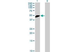 Image no. 1 for anti-SLAM Family Member 7 (SLAMF7) (AA 1-335) antibody (ABIN528328)