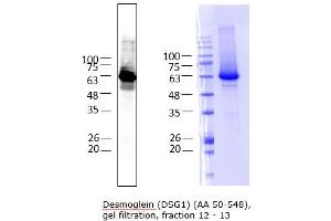 Western Blotting (WB) image for Desmoglein 1 (DSG1) (AA 50-548) protein (His tag) (ABIN3079162)