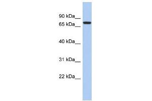 Image no. 1 for anti-SNF Related Kinase (SNRK) (Middle Region) antibody (ABIN2786629)