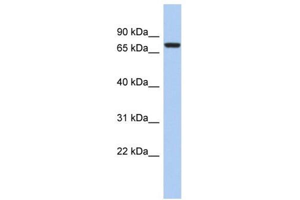 anti-SNF Related Kinase (SNRK) (Middle Region) antibody