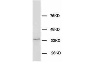 Image no. 2 for anti-WD Repeat Domain 83 (wdr83) (N-Term) antibody (ABIN1495042)