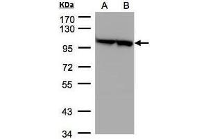 Image no. 1 for anti-Eukaryotic Translation Elongation Factor 2 (EEF2) (Internal Region) antibody (ABIN2855346)