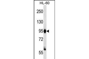 ZHX3 antibody  (C-Term)