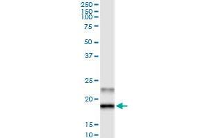Image no. 1 for anti-Gremlin 2 (GREM2) (AA 1-168) antibody (ABIN949594)