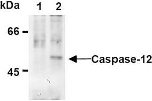 Image no. 4 for anti-Caspase 12 (Gene/pseudogene) (CASP12) (AA 95-318), (N-Term) antibody (ABIN567795)