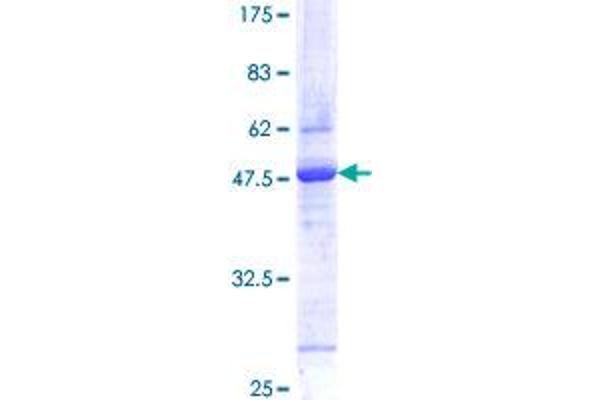 RNF5 Protein (AA 1-180) (GST tag)