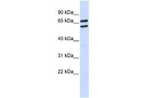 Image no. 1 for anti-Tripartite Motif Family-Like 1 (TRIML1) (Middle Region) antibody (ABIN630846)