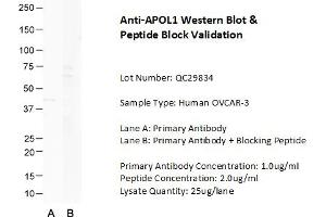 Image no. 1 for anti-Apolipoprotein L, 1 (APOL1) (N-Term) antibody (ABIN2787851)