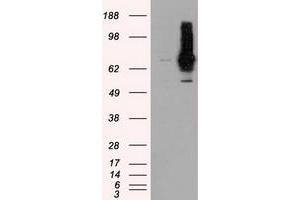 Image no. 6 for anti-RalA Binding Protein 1 (RALBP1) antibody (ABIN1500585)