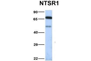 Image no. 2 for anti-Neurotensin Receptor 1 (High Affinity) (NTSR1) (N-Term) antibody (ABIN2777123)