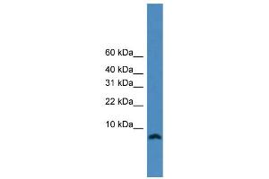 Image no. 2 for anti-PCNA Clamp Associated Factor (PAF) (N-Term) antibody (ABIN2782442)