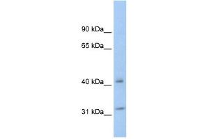 Image no. 2 for anti-14-3-3 theta (YWHAQ) (N-Term) antibody (ABIN926887)