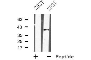 Image no. 1 for anti-Kruppel-Like Factor 12 (KLF12) (Internal Region) antibody (ABIN6258869)