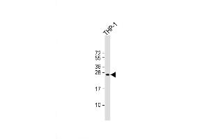 Image no. 4 for anti-B-Cell CLL/lymphoma 2 (BCL2) (AA 75-110) antibody (ABIN388095)