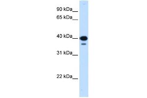 Image no. 2 for anti-Nuclear Transcription Factor Y, gamma (NFYC) (C-Term) antibody (ABIN2780913)